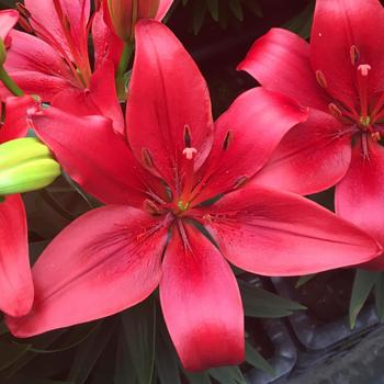 Lilium asiaticum 'Matrix Red®' 