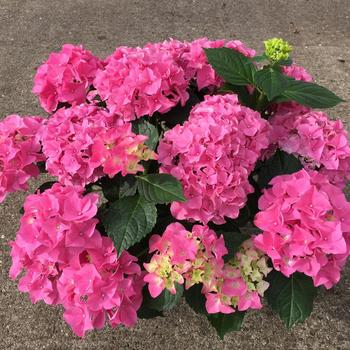 Hydrangea macrophylla Magical® 'Cabaret'