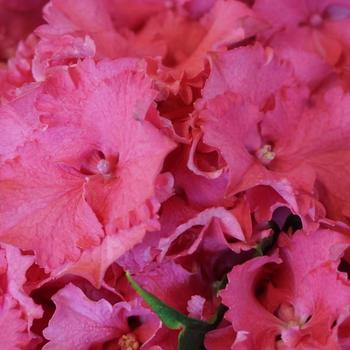 Hydrangea macrophylla 'Hortmacaro' 