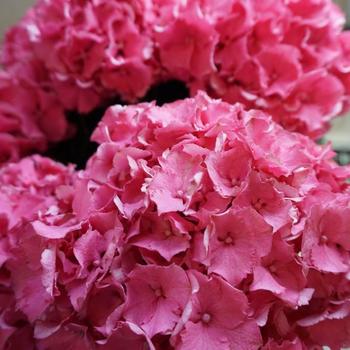 Hydrangea macrophylla Magical® 'Candy Rock' (230676)