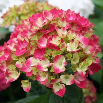 Hydrangea macrophylla 'Hortmagidace' 