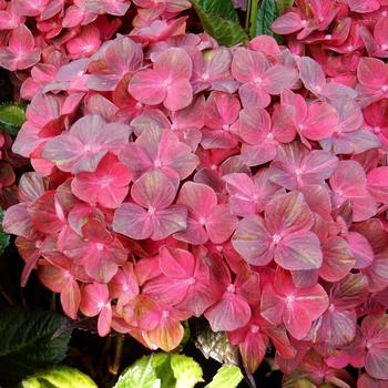 Hydrangea macrophylla Magical® 'Chocolate'