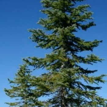 Picea engelmannii