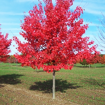 Acer rubrum 'Autumn Radiance®' 