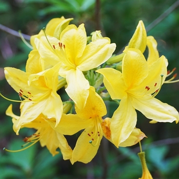 Rhododendron Northern Lights hybrid 'Lemon Lights' 