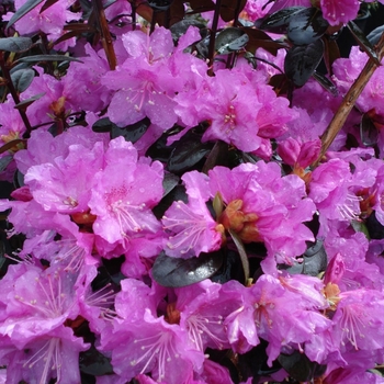 Rhododendron 'P.J.M. Elite' 