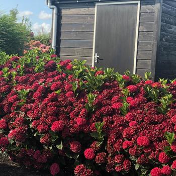 Hydrangea macrophylla 'Hortmagicri' 