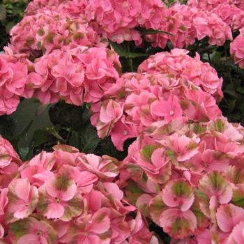 Hydrangea macrophylla 'Hokomalega' 