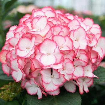 Hydrangea macrophylla 'Hortmaflam' 