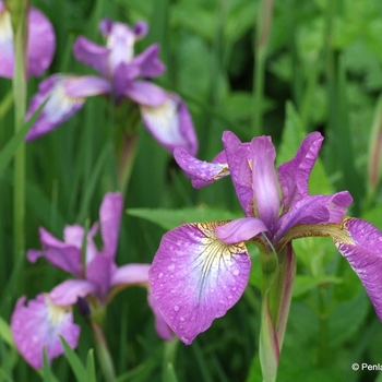 Iris sibirica 'Sparkling Rose' 