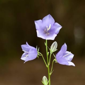 Campanula rotundifolia