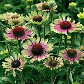 Echinacea purpurea 'Green Twister' 