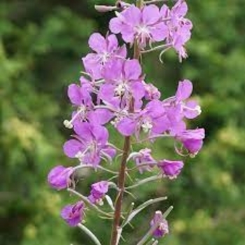 Epilobium angustifolium