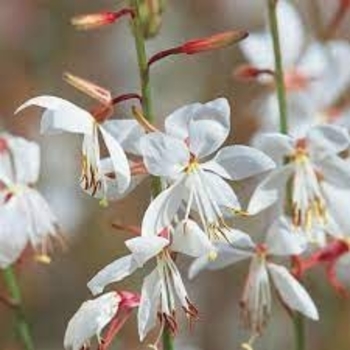 Gaura lindheimeri