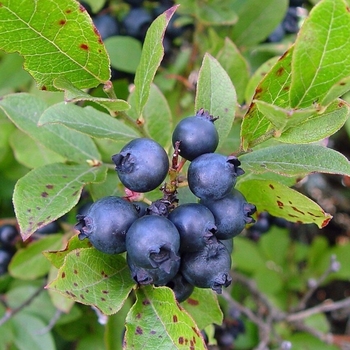 Vaccinium angustifolium