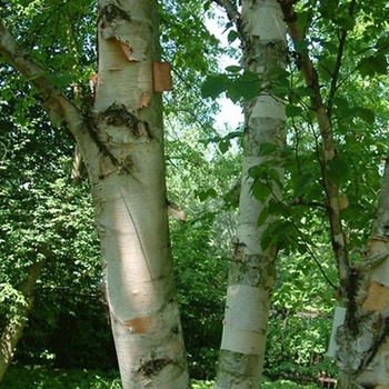 Betula papyrifera