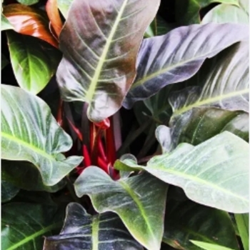 Philodendron 'Imperial Red' 