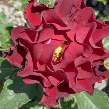 Rosa 'Blaze' 