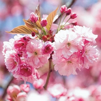 Prunus 'Pink Perfection' 