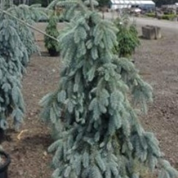 Picea pungens 'Ice Floe' 