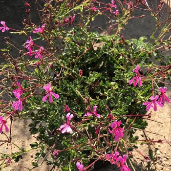 Pelargonium ionidiflorum