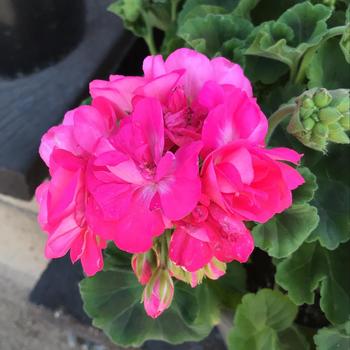 Pelargonium 