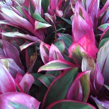 Cordyline 'Maria' 