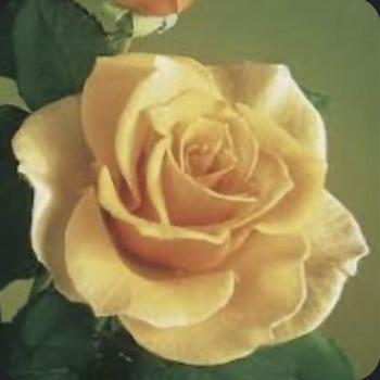 Rosa 'Brandy' AROcad