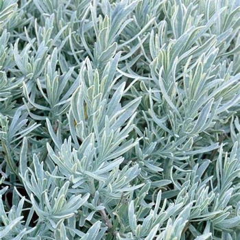 Lavandula 'Silver Forever' 