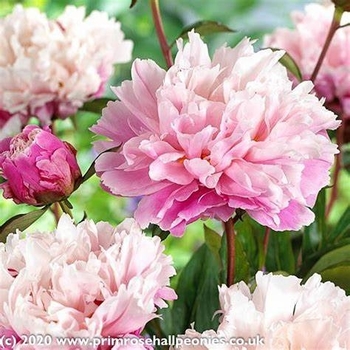 Paeonia lactiflora 'Karl Rosenfeld' 