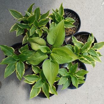 Hosta 'Fragrant Bouquet' 