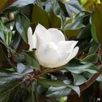 Magnolia grandiflora 'Edith Bogue' 