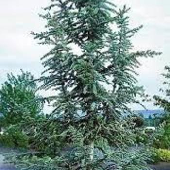 Cedrus libani var brevifolia Cedar of Lebanon from Garden Center Marketing