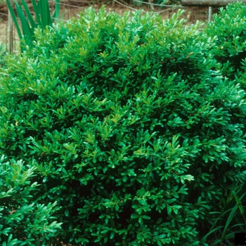 Buxus harlandii