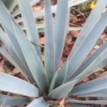 Yucca pallida