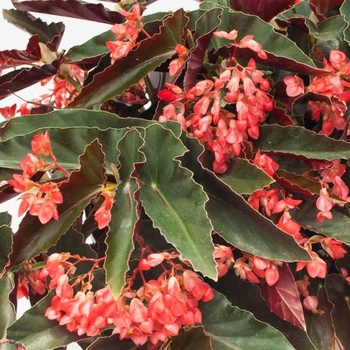 Begonia 'Torch' 