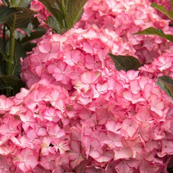 Hydrangea macrophylla 'Horthamp' 