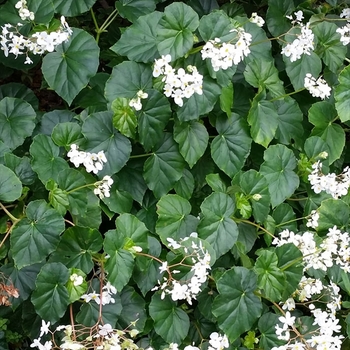 Begonia odorata