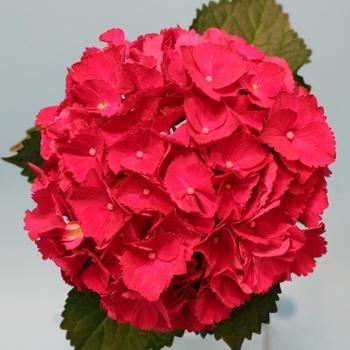 Hydrangea macrophylla 'Horthat' PPAF