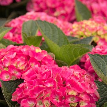 Hydrangea macrophylla 'Hortmavi' 