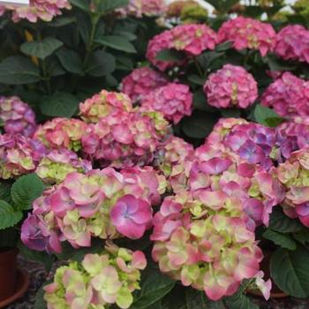 Hydrangea macrophylla 'Hortmani' 