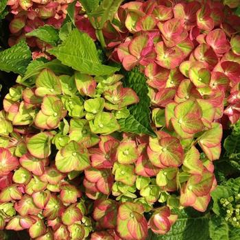 Hydrangea macrophylla 'Tilt-A-Swirl™'