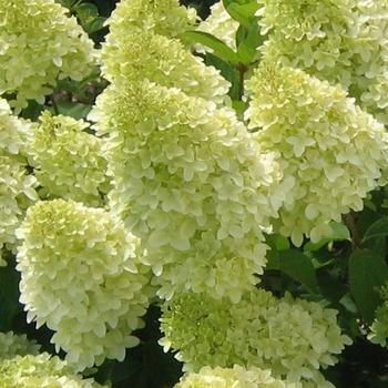 Hydrangea paniculata 'Bokraflame' 