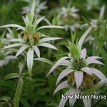 Monarda bradburiana