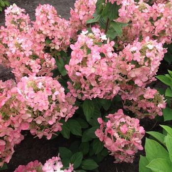 Hydrangea paniculata Magical® 'Fire'