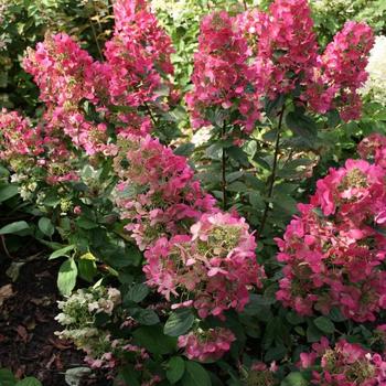 Hydrangea paniculata Magical® 'Flame'