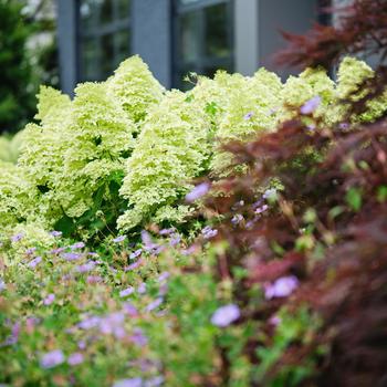 Hydrangea paniculata Magical® 'Lime Sparkle'