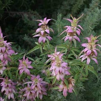 Monarda punctata