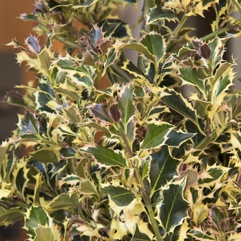 Ilex aquifolium 'Argentea Marginata' 