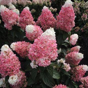 Hydrangea paniculata 'Ruby Snow™'